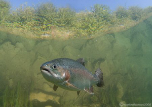 Rainbow trout.
D200 10.5mm. by Mark Thomas 
